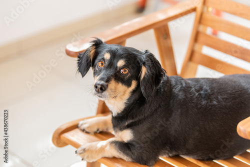 Small Greek Domestic Dog - Kokoni. Close up of a dog's head.	