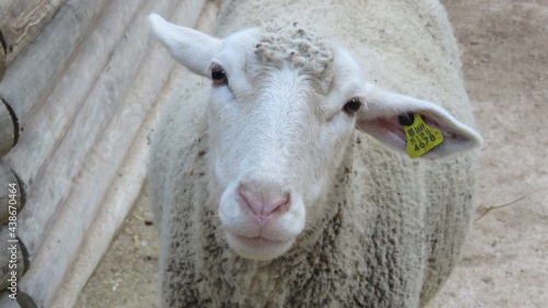 sheep and lamb