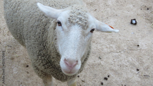 portrait of a sheep