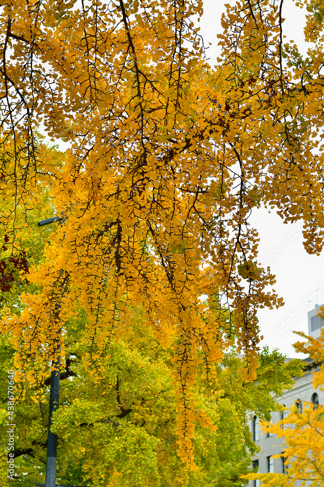 Obraz premium autumn in the park