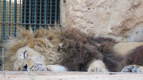 lion in zoo