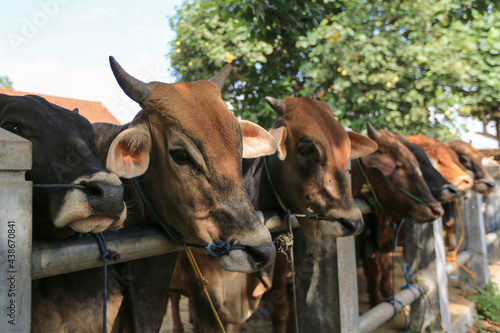 Cattle,cows ( sapi ) in animal markets to prepare sacrifices on Eid al-Adha. photo