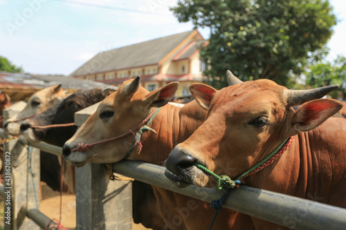 Cattle,cows ( sapi ) in animal markets to prepare sacrifices on Eid al-Adha. © Untung Subagyo