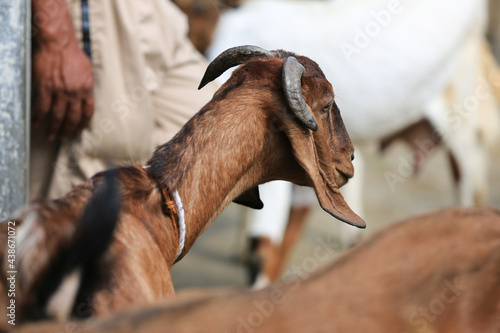 Goat/lamb ( kambing ) in animal markets to prepare sacrifices on Eid al-Adha.