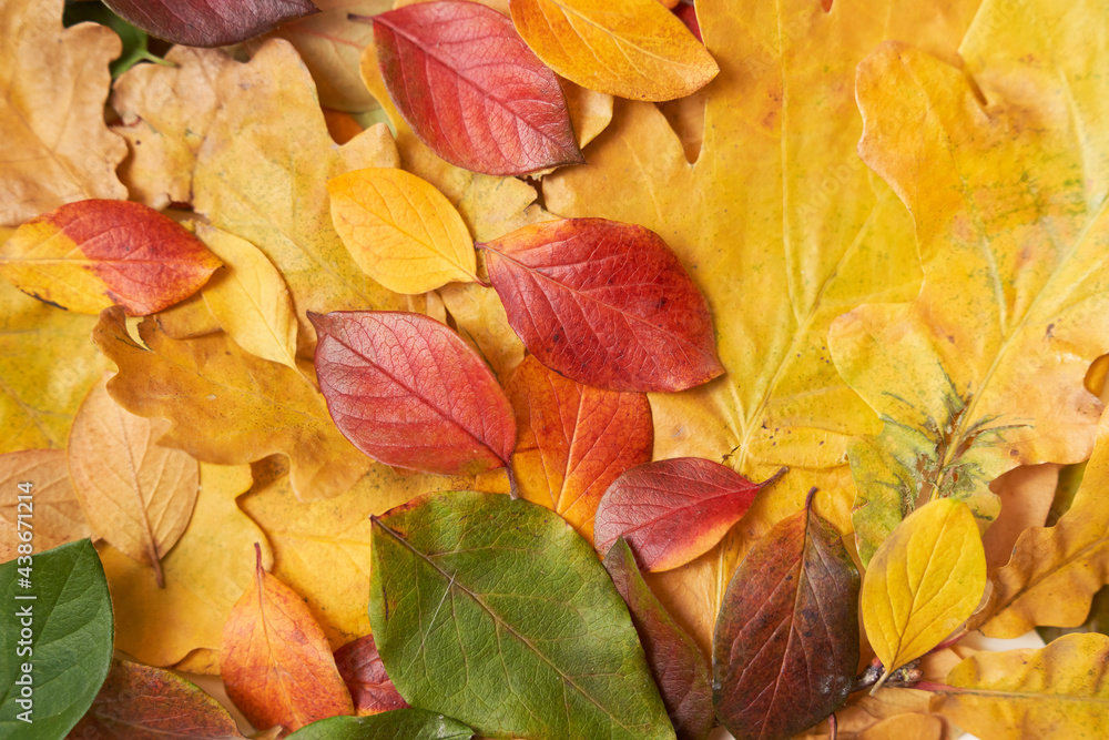 Colorful leaves of autumn trees on the ground, green, yellow, red. High quality photo Colorful leaves of autumn trees on the ground, green, yellow, red. High quality photo