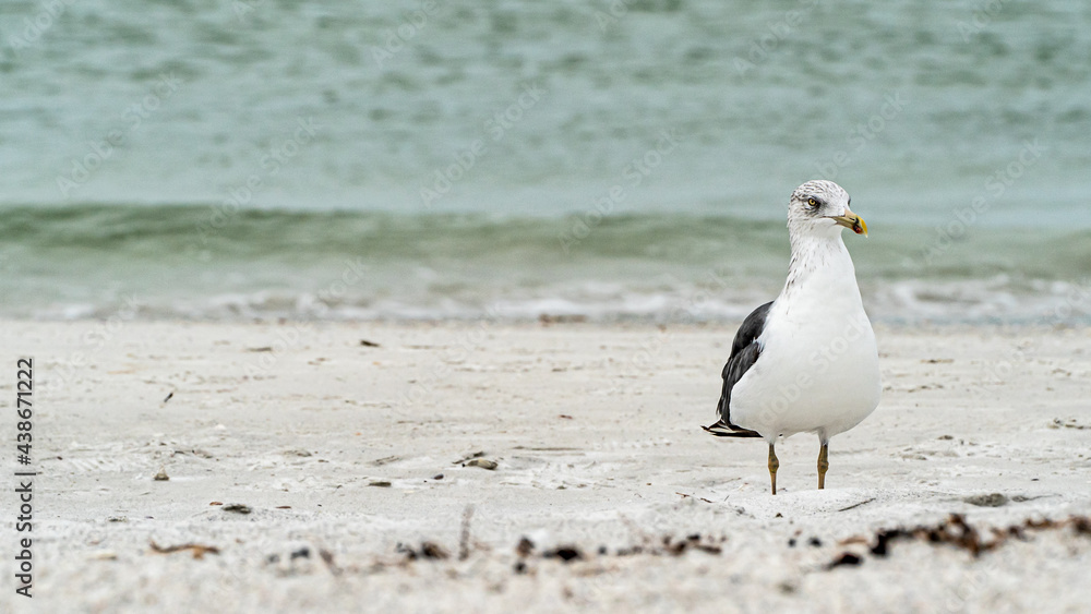 Laughing Gull standing on top of a sandy beach close up along shore Laughing Gull standing on top of a sandy beach close up along shore