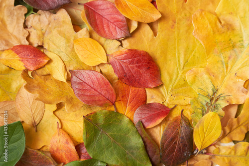 Colorful leaves of autumn trees on the ground, green, yellow, red. High quality photo