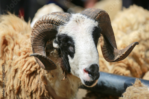 Sheep ( domba ) in animal markets to prepare sacrifices on Eid al-Adha.