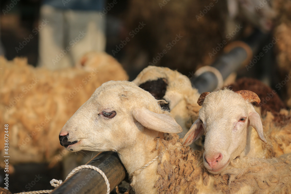Sheep ( domba ) in animal markets to prepare sacrifices on Eid alAdha