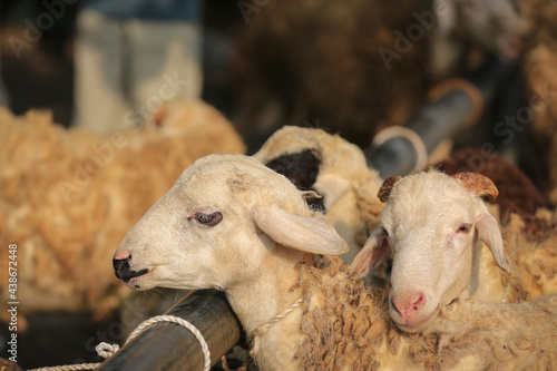 Sheep ( domba ) in animal markets to prepare sacrifices on Eid al-Adha.