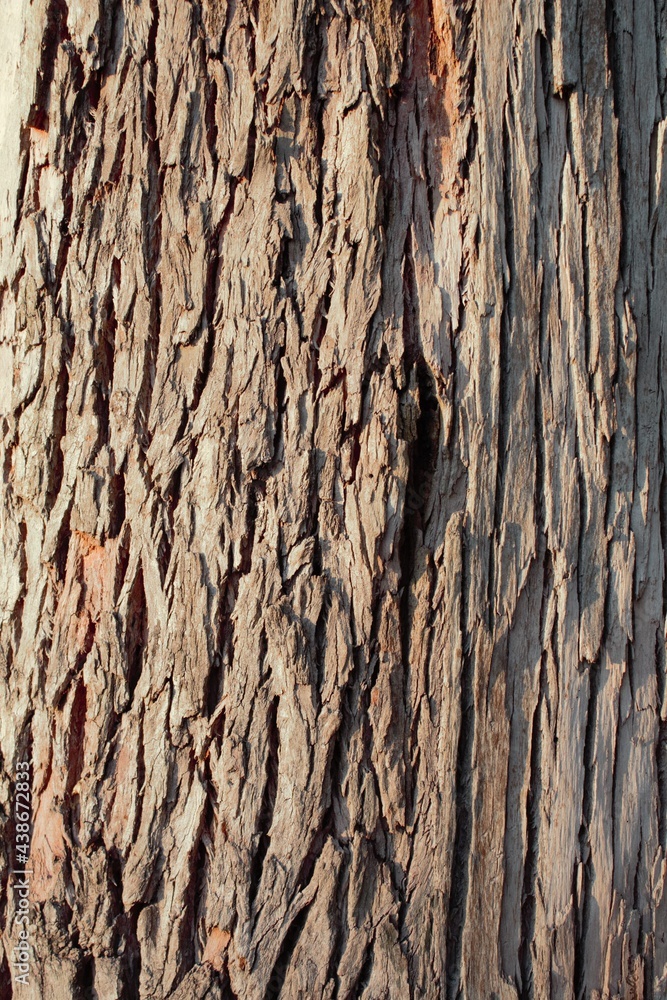 Close-up of an isolated tree trunk, detailed wood texture. Close-up of an isolated tree trunk, detailed wood texture.