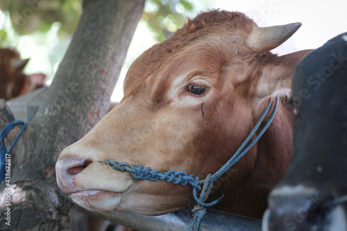 Cattle,cows ( sapi ) in animal markets to prepare sacrifices on Eid al-Adha. photo