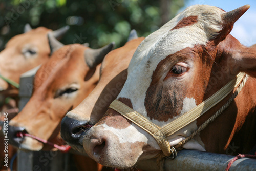 Cattle,cows ( sapi ) in animal markets to prepare sacrifices on Eid al-Adha. photo