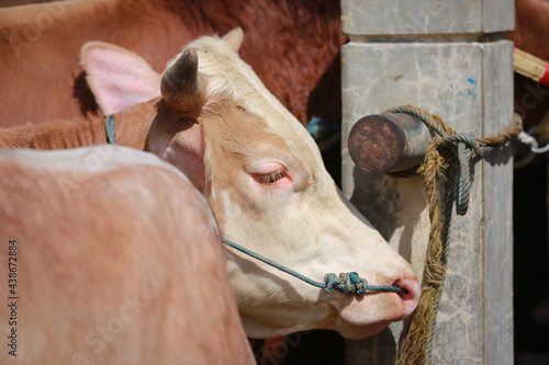 Cattle,cows ( sapi ) in animal markets to prepare sacrifices on Eid al-Adha. photo