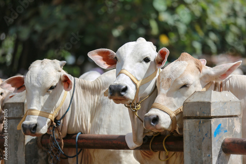 Cattle,cows ( sapi ) in animal markets to prepare sacrifices on Eid al-Adha.