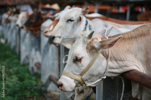 Cattle,cows ( sapi ) in animal markets to prepare sacrifices on Eid al-Adha. © Untung Subagyo