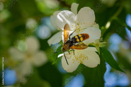 A dangerous giant wasp on a white jasmine flower collects nectar. Scolia maculata. Close-up.