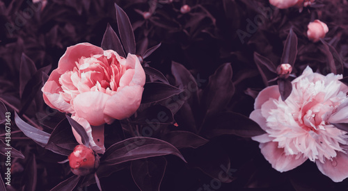 Beautiful red flower blossom in dark garden for natural banner concept
