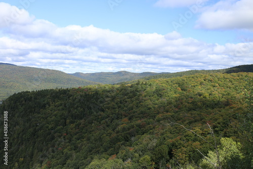 forest in the mountains