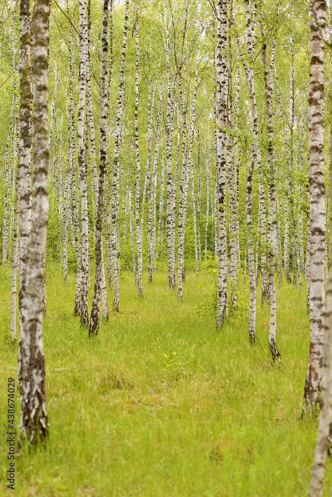Obraz premium birch forest in spring
