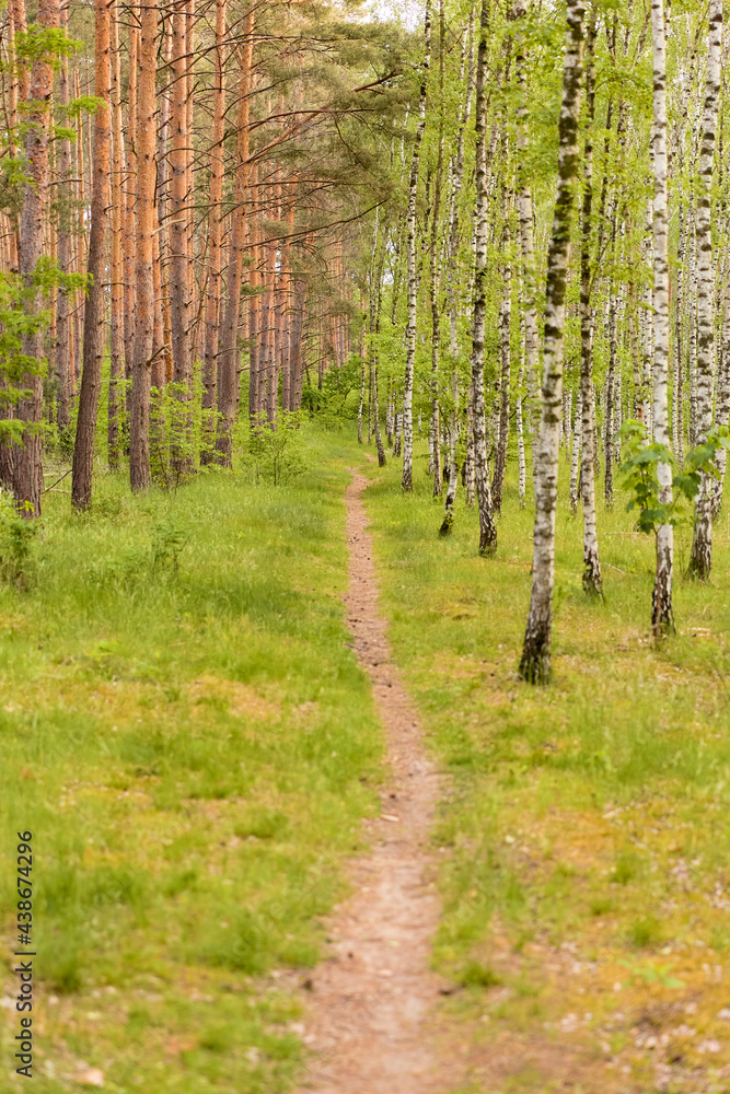 Obraz premium Birch Forest