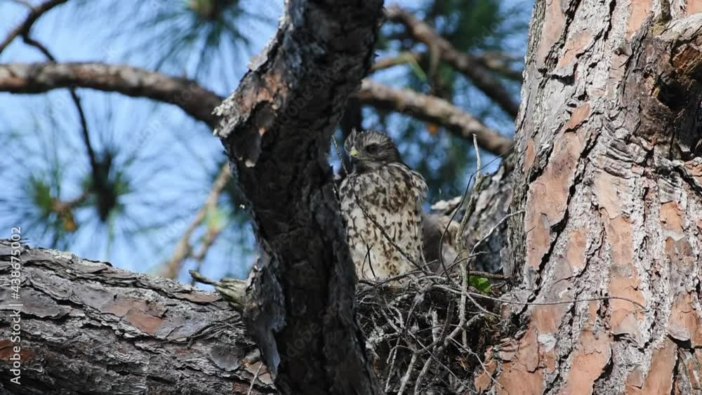 Young red-shouldered hawk chick sits in nest stretches wings and feet Young red-shouldered hawk chick sits in nest stretches wings and feet