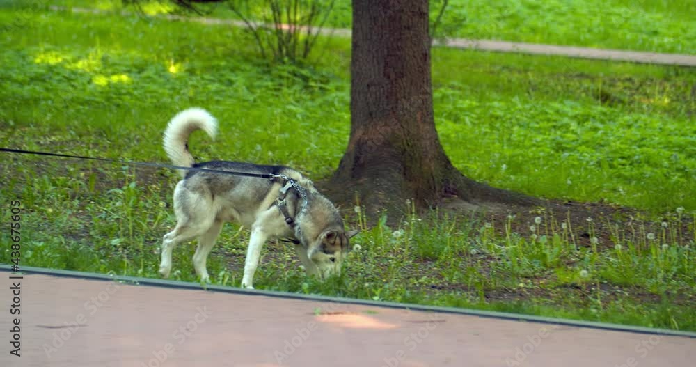 Husky dog walks in the park on a leash Ukraine Lviv 22.05.2020 Husky dog walks in the park on a leash Ukraine Lviv 22.05.2020