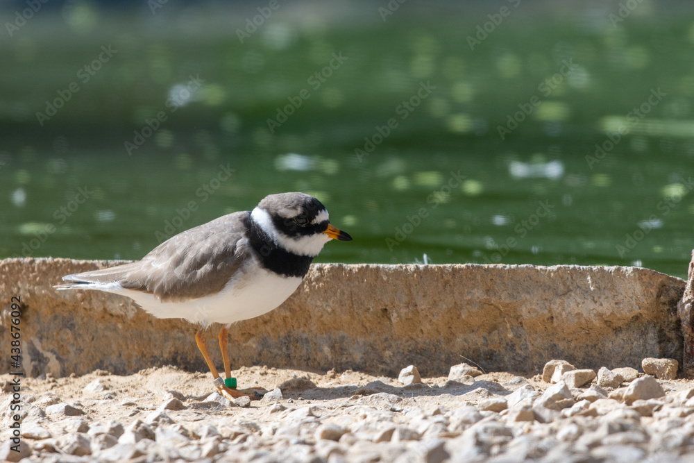 Obraz premium A common ringed plover or ringed plover (Charadrius hiaticula) close up a wading bird in the summer at Wasit Wetlands in the United Arab Emirates.