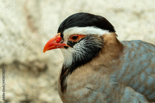 An Arabian Partridge (Alectoris melanocephala) very close up in the United Arab Emirates (UAE)..