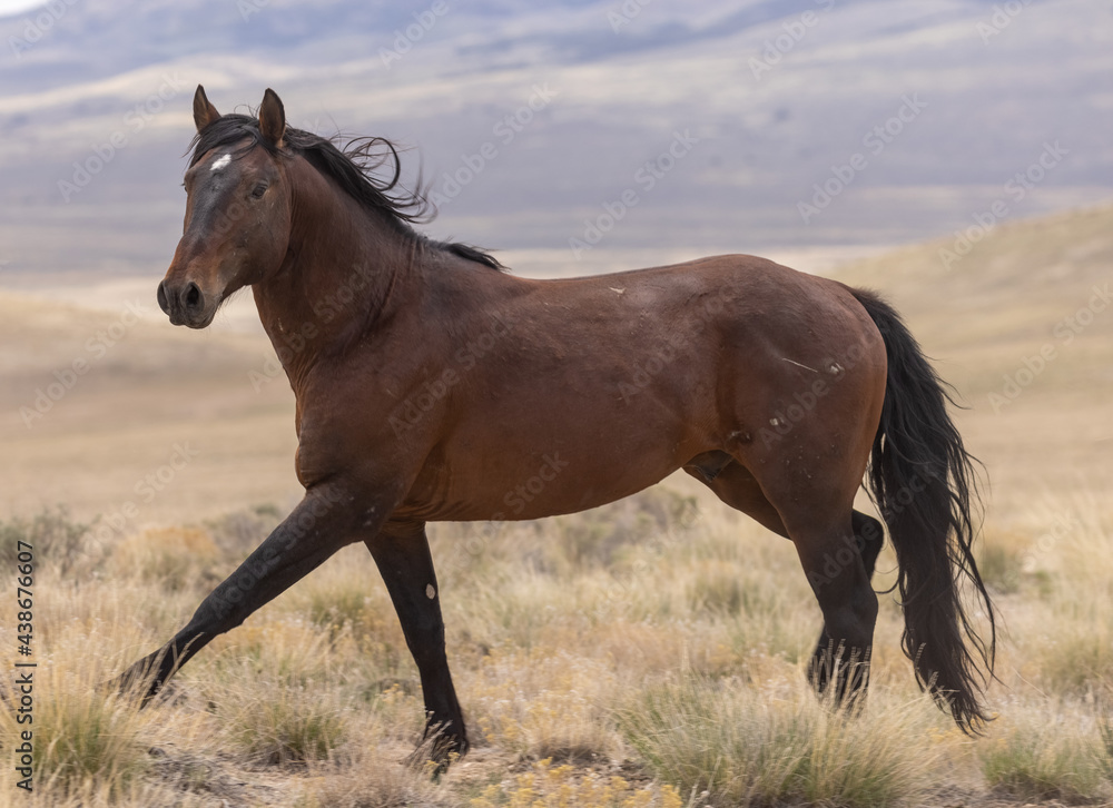 Beautiful Wild Horse in the Utah Desert Beautiful Wild Horse in the Utah Desert