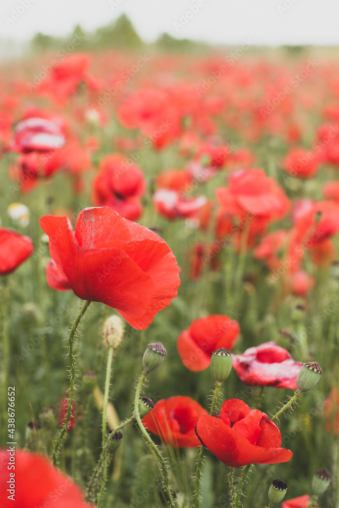 The poppy flower is on the background of a blooming poppy field.	
