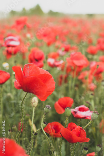 The poppy flower is on the background of a blooming poppy field.  