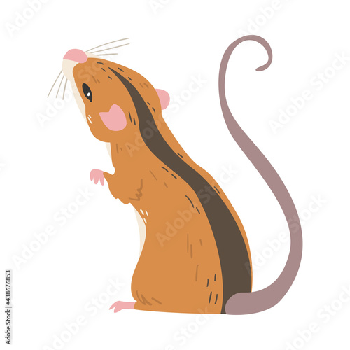 Striped Field Mouse as Small Rodent with Long Tail Standing Back View Vector Illustration