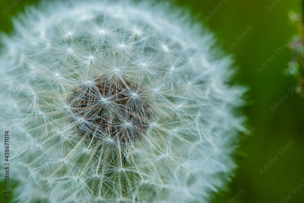 Fototapeta premium Close-up white fluffy air dandelion with a lot of details