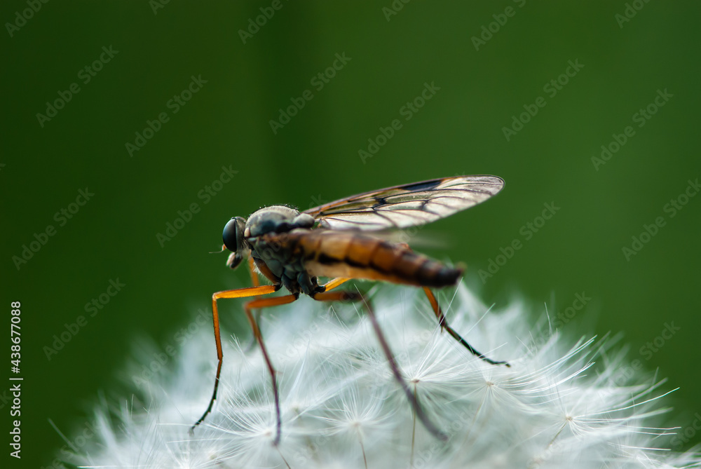 Close-up mosquito with big funny green eyes sitting on a white dandelion on green background Close-up mosquito with big funny green eyes sitting on a white dandelion on green background