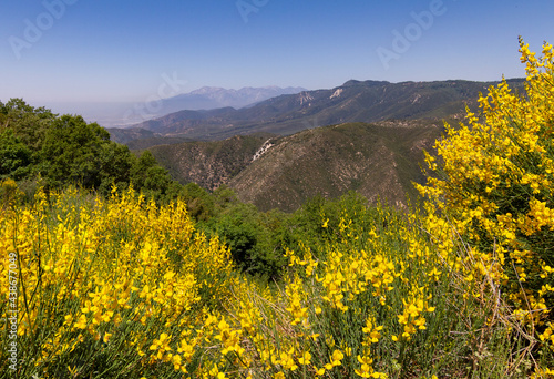 Yellow wild flowers with the San Bernardino mountains in the background photo