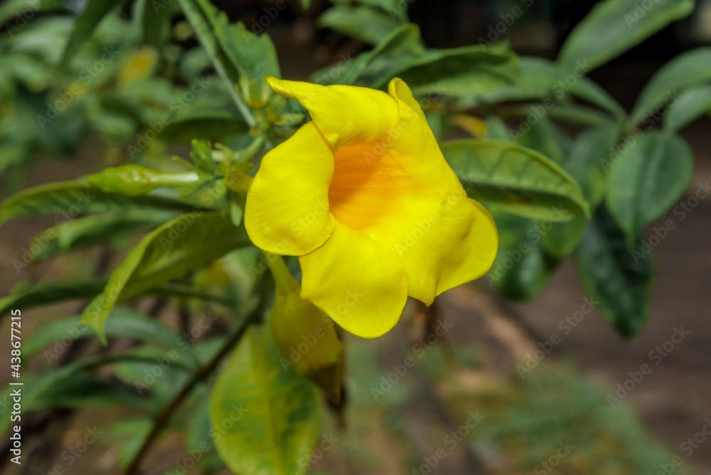 Golden Trumpet (Allamanda cathartica) in park, Nicaragua Golden Trumpet (Allamanda cathartica) in park, Nicaragua