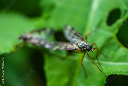 Close-up mosquito with big funny green eyes sitting on a green leaf © Tatiana