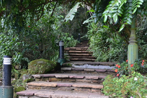 stone steps in garden pass through woods.