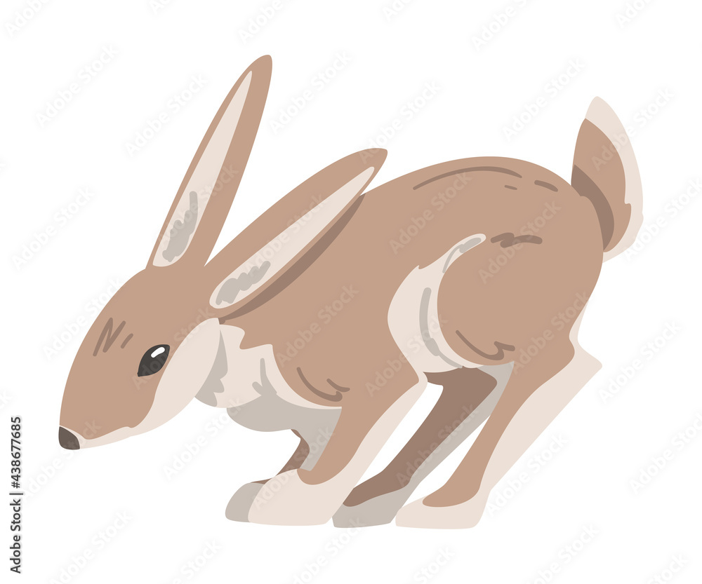 Jumping Hare or Jackrabbit as Swift Animal with Long Ears and Grayish Brown Coat Vector Illustration Jumping Hare or Jackrabbit as Swift Animal with Long Ears and Grayish Brown Coat Vector Illustration