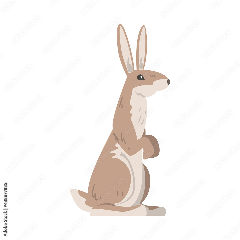 Standing on Hind Legs Hare or Jackrabbit as Swift Animal with Long Ears and Grayish Brown Coat Vector Illustration Standing on Hind Legs Hare or Jackrabbit as Swift Animal with Long Ears and Grayish Brown Coat Vector Illustration