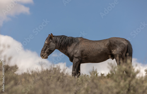 Beautiful Wild Horse in the Utah Desert