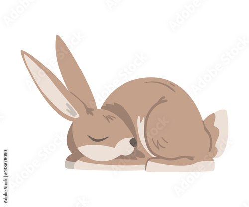 Sleeping Hare or Jackrabbit as Swift Animal with Long Ears and Grayish Brown Coat Vector Illustration