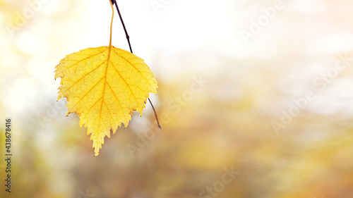 Autumn background with a yellow birch leaf on a blurred background, copy space