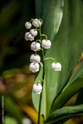 Lily of the Valley (Convallaria majalis) in forest, Central Russia