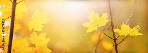 Colorful autumn background with yellow maple leaves on blurred background in sunlight, copy space