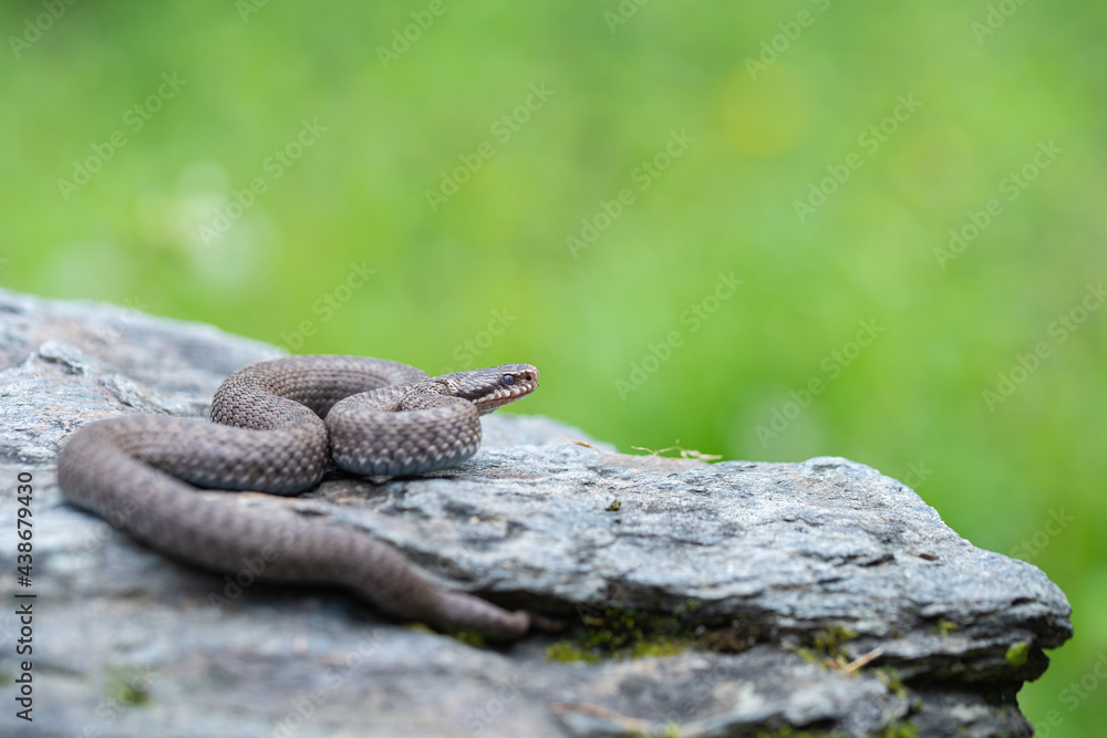 Common European Adder (Vipera berus) Common European Adder (Vipera berus)
