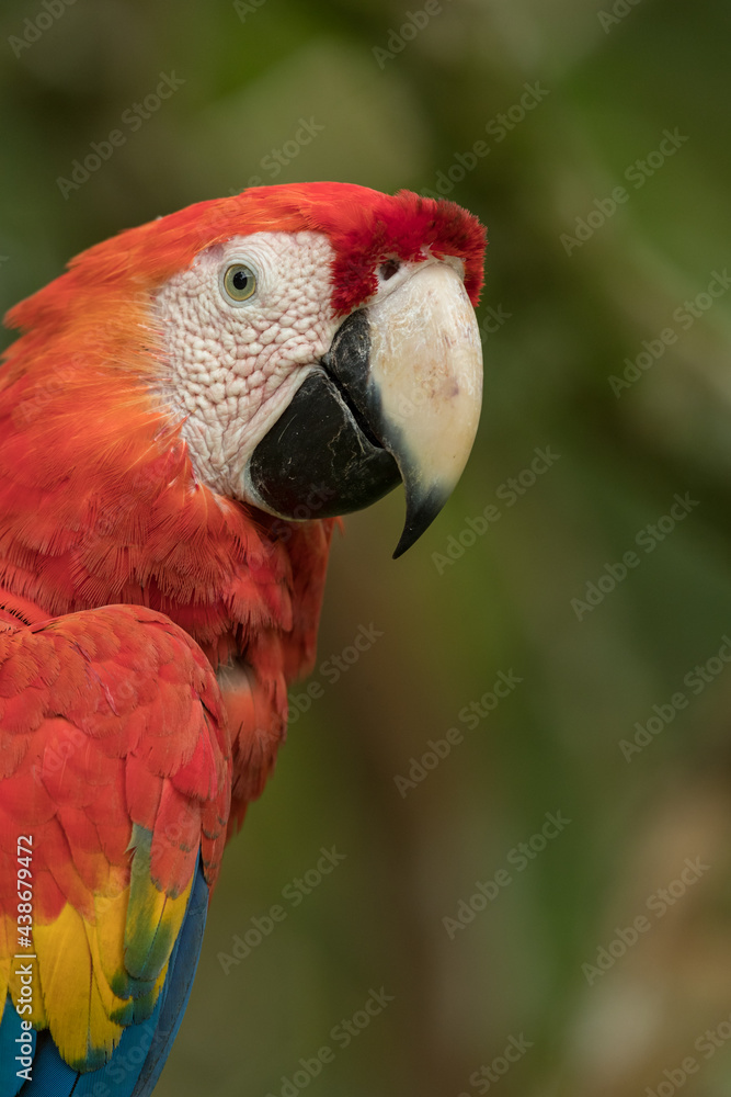 close up portrait of scarlet macaw, vertical composition, with blurred natural green background, 