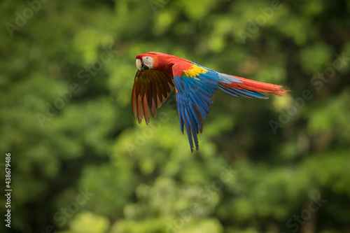 Scarlet Macaw, Ara Macao, in flight, green rainforest background out of focus. Available editorial space.