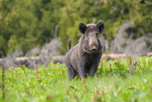 Wild boar, sus scrofa, standing on fresh grass in springtime nature.